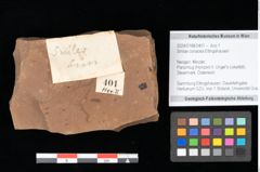Foto (Objekt + Etikett) von Smilax coriacea Ettingshausen (NHMW-GEO-2024-0188-0401)